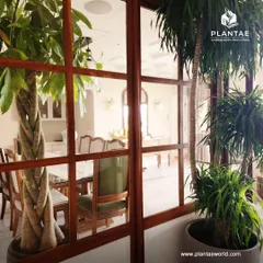 A braided Money Tree and a Ponytail Palm add distinct forms and textures to this elegant living area. Placing plants behind glass partitions can create a beautiful, layered effect, integrating greenery throughout the home.
