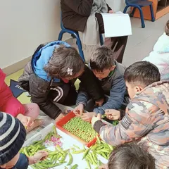 Here, a group of children work together on a practical life activity: shelling peas. This simple task develops fine motor skills, encourages cooperation, and connects children to the real world in a meaningful way.