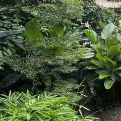 The lush, tropical foliage is a key feature of the IRIS Cafe's courtyard design. The dense greenery creates a refreshing escape from the city's hustle and bustle.