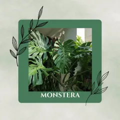 The iconic Monstera, or Swiss Cheese Plant, looks exotic but is surprisingly easy to care for. It prefers bright, indirect light and adds a dramatic, tropical touch to any room.