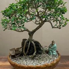 This Premna bonsai is set in a rustic, textured bowl. The scene is completed with a miniature hut and a meditating figurine, creating a story of solitude and nature.
