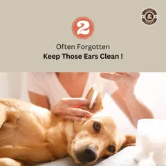 Don't forget the ears! Regular and gentle ear cleaning is an important part of your dog's hygiene routine to prevent infections and discomfort.