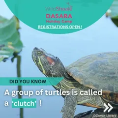 A fun fact from the Wild Shaale camp: "Did you know a group of turtles is called a 'clutch'?" We love hosting events that are both fun and educational.