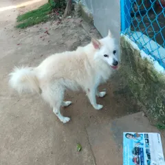 A full shot of the male Pomeranian, showing his fluffy coat growing back. He is looking for a family in Bangalore.