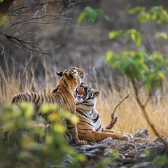 A priceless moment between a mother and her cub. These interactions are fleeting, and being ready to capture them is part of the fieldcraft we practice on my wildlife photography workshops.