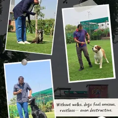 Without walks, dogs can become anxious and destructive. I work with dogs of all breeds, like the St. Bernard and Labrador shown here, to provide the structured exercise they need to stay balanced.