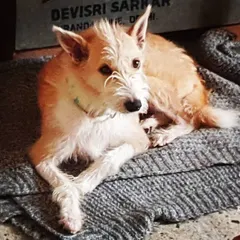 This senior terrier mix has found a comfortable spot on a soft blanket. Providing warm, orthopedic-friendly resting places is crucial for older dogs.