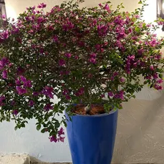 A large, healthy bougainvillea bush in full bloom, potted in a vibrant blue ceramic planter. This plant adds a brilliant splash of color and is perfect for sunny patios and entrances.