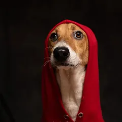 A series of outtakes from the "Boney Heist" calendar shoot. This dog was a fantastic model, giving us a whole range of expressions from serious and thoughtful to happy and goofy, all while rocking the red hoodie.