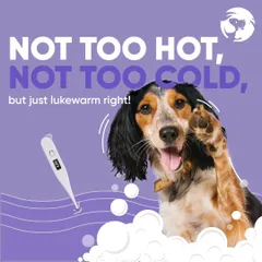 I always check the water temperature to ensure it's just right for your pet. A comfortable bath makes the entire grooming process less stressful and more enjoyable for them.