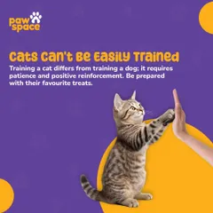 Many people think cats are untrainable, but we're here to prove that wrong. With patience and the right positive reinforcement techniques, we can teach your cat new behaviors and strengthen your bond, as shown by this cat giving a high-five.