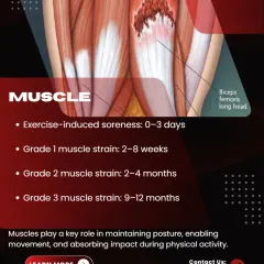 Muscles, with their rich blood supply, heal relatively quickly. This graphic provides estimated timelines for muscle recovery, from exercise-induced soreness (0-3 days) to a severe Grade 3 strain (9-12 months).