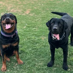A handsome Rottweiler and a happy Labrador, two best friends enjoying the sun. I love seeing these friendships form.