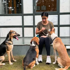 A calm and attentive pack is a happy pack. Here, I'm working with a group of dogs with different breeds and temperaments, including a German Shepherd, Beagle, and two Indies. My approach focuses on creating a balanced mindset, teaching dogs how to coexist peacefully and look to their handler for guidance.