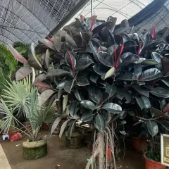 A mature Rubber Plant (Ficus elastica 'Black Prince') with dark, glossy leaves and striking red new growth. This plant is great for adding dramatic color and height indoors.