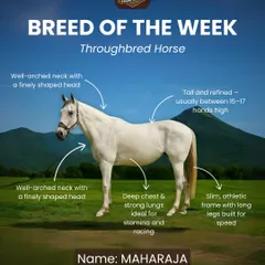 Breed of the Week: Meet Maharaja, our stunning Thoroughbred. Known for their incredible speed and athleticism, Thoroughbreds are true champions, and Maharaja embodies that spirit and elegance.