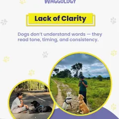 This infographic shows two different outdoor scenarios: a structured walk on a road and a training session in an open field. It highlights how I adapt my training to different environments to ensure clarity and consistency for your dog.