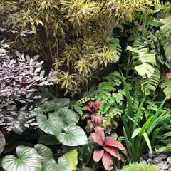 A closer look at how we paint with plants. We mix diverse leaf shapes, colors, and textures, like the broad Homalomena, variegated Song of India, and deep red Cordyline. This ecological approach creates a resilient indoor garden that is more than just a collection of plants; it's a living system.