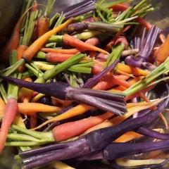 We build our menus from the best ingredients. This bowl of vibrant, multi-colored heirloom carrots is an example of the fresh, exotic, and high-quality produce we source for our events.