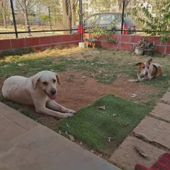 Our secure, gated yard is where the dogs can run, play, and just be dogs. This free-roaming space is essential for their physical exercise and mental well-being during their stay.