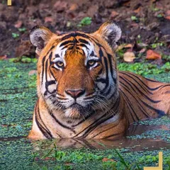 A powerful Bengal Tiger seeks refuge from the heat in a waterhole, its intense gaze fixed forward. Our safaris in the Western Ghats and Central India often lead to such intimate and photogenic wildlife sightings.