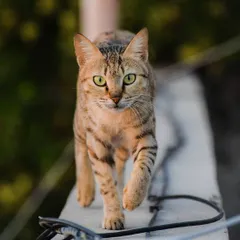 A tabby cat with striking green eyes walks confidently along a ledge, looking directly at the camera. This photo captures the focused and graceful nature of our feline friends.