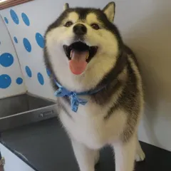 This is the smile we work for! A happy, freshly groomed Husky feeling cool and clean after a de-shedding and styling session in our climate-controlled van. We handle all breeds, big and small, with the expert care they deserve.