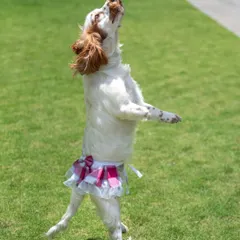 This is Luna the Spaniel, full of energy and joy during her park photoshoot. Capturing action shots like this, with her mid-jump in her cute tutu, is all about celebrating the playful spirit of your pet.