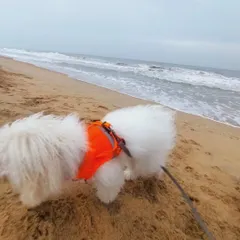 This is Ginger, one of my proud graduates, enjoying a day at the beach. He started as a very nervous pup, but with patience and teamwork with his parents, he blossomed into the happy, confident boy you see here. This is the goal for every puppy I train.