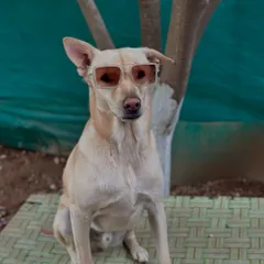 Another one of our stylish in-house dogs, rocking her shades and enjoying the sun. Our rescued pets are the heart of our cafe.