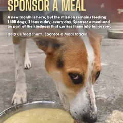 This is Dora, a survivor of cruelty, relishing her food. For dogs who have known starvation, a full bowl is more than just a meal; it's a promise of safety and care.