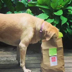 When the treats are so good you have to dive right into the bag. Bella knows what's up. Thanks for sharing this awesome photo.