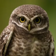 An extreme close-up of a spotted owlet. Its large, round, yellow eyes are full of curiosity. This kind of intimate portrait allows you to see the fine details of its feathers and appreciate the beauty of these common but often overlooked birds.