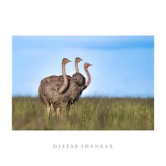 This fine art print captures the stillness and purpose of these magnificent birds. It’s a simple, elegant, and powerful composition.