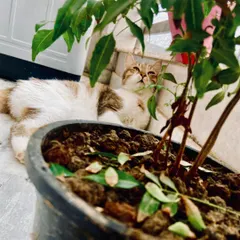 This handsome cat is enjoying a peaceful moment in the balcony, relaxing near the plants. My babies have safe access to the balcony for some fresh air and sunbathing.