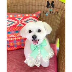 Leo the Maltese looking picture-perfect in his wicker chair. His haircut is neat, his white coat is bright, and the cute mint green bow completes his charming look.