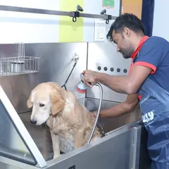 A Golden Retriever enjoys a soothing bath in one of our spacious, professional-grade tubs. Our equipment is designed to comfortably accommodate dogs of all sizes for a safe and thorough wash.