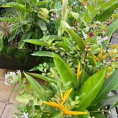 It is heartening when a client sends us a picture of their garden, telling us how it helps them get through the day. This beautiful shot of a blooming Bird of Paradise flower was shared by a happy client.