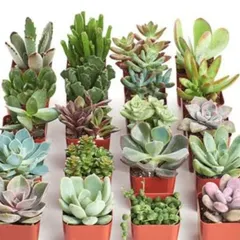 A beautiful assortment of succulent plants, which we offer for sale. We can help you choose a variety of shapes, colors, and textures to create a stunning and low-maintenance succulent garden.