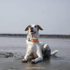 A happy indie dog covered in sand, lying on a wet beach and enjoying a day of freedom and fun.