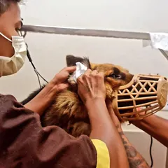 During the wet season, moisture can get trapped in your pet's ears and cause infections. Here, we are carefully cleaning a German Shepherd's ears to keep them dry and healthy.