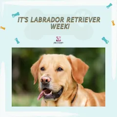 This week, we're celebrating the loyal and playful Labrador Retriever! Book a grooming session for your Lab to receive our 'Breed of the Week' discount.