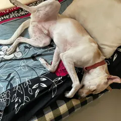 This is what "cage-free" really means at our home. Your dog can find their favorite napping spot, even if it's upside down on our bed. We want them to feel as relaxed and free as they are at home with you.