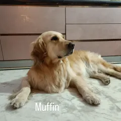 This is Muffin, a beautiful Golden Retriever, relaxing on our cool marble floor. We have a lot of retrievers stay with us, and each one has their own lovely shade of gold.
