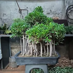A high-end Ficus bonsai styled to look like a miniature forest. Multiple trunks rise from a single base, creating a dense and impressive canopy in a traditional bonsai tray.