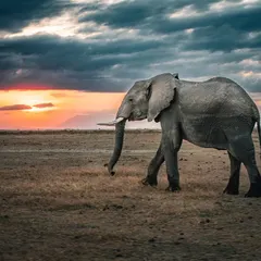An elephant walks across the plains of Amboseli, Kenya, as the sun sets behind it. This image, for me, captures the gentle strength and immense presence of these giants. My work often focuses on placing these animals in their vast environments to convey a sense of scale and solitude.