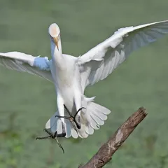 The art of bird photography lies in freezing a perfect moment in time. This Cattle Egret, wings spread wide and feet poised, demonstrates the precise mechanics of landing. I guide you to master the technical skills needed to capture such elegant action shots.