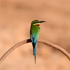 A Blue-tailed Bee-eater perched on a curved branch against a clean, sandy background. This composition is simple yet elegant, highlighting the bird's perfect form and colors.