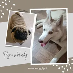 A friendly face-off between a pug and a husky. I welcome dogs of all shapes and sizes.
