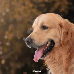 A classic side profile of a Golden Retriever. The soft, warm lighting and beautifully blurred background create a calm and gentle mood, highlighting the dog's noble features.